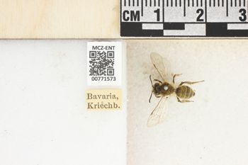Media type: image;   Entomology 771573 Aspect: Labels